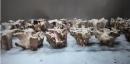  Root/T dining table 130xY.76cm 