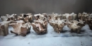 Root/T-L coffee table 70xY.45cm 