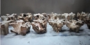  Root/T-L coffee table 90xY.45cm 