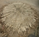  Fun Palm Cover Knotted 